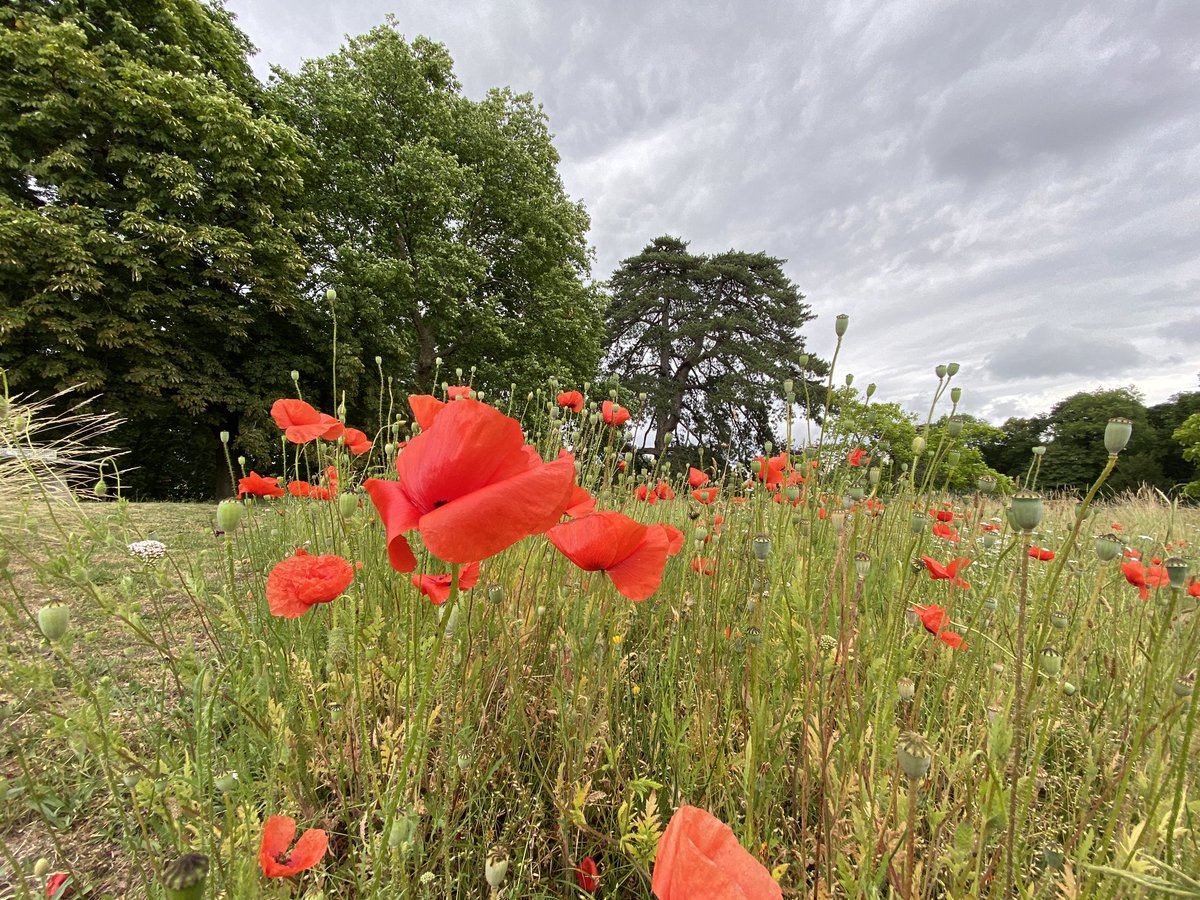 sandradimbour's tweet photo. En mode couleur cet après-midi...
Quand le @CREPSIDF passe en mode #coquelicot 😀🌲🌺
Color pic this afternoon...
#crepsidf #poppy moment 😀🌲🌺 https://t.co/YwP14cNBxD