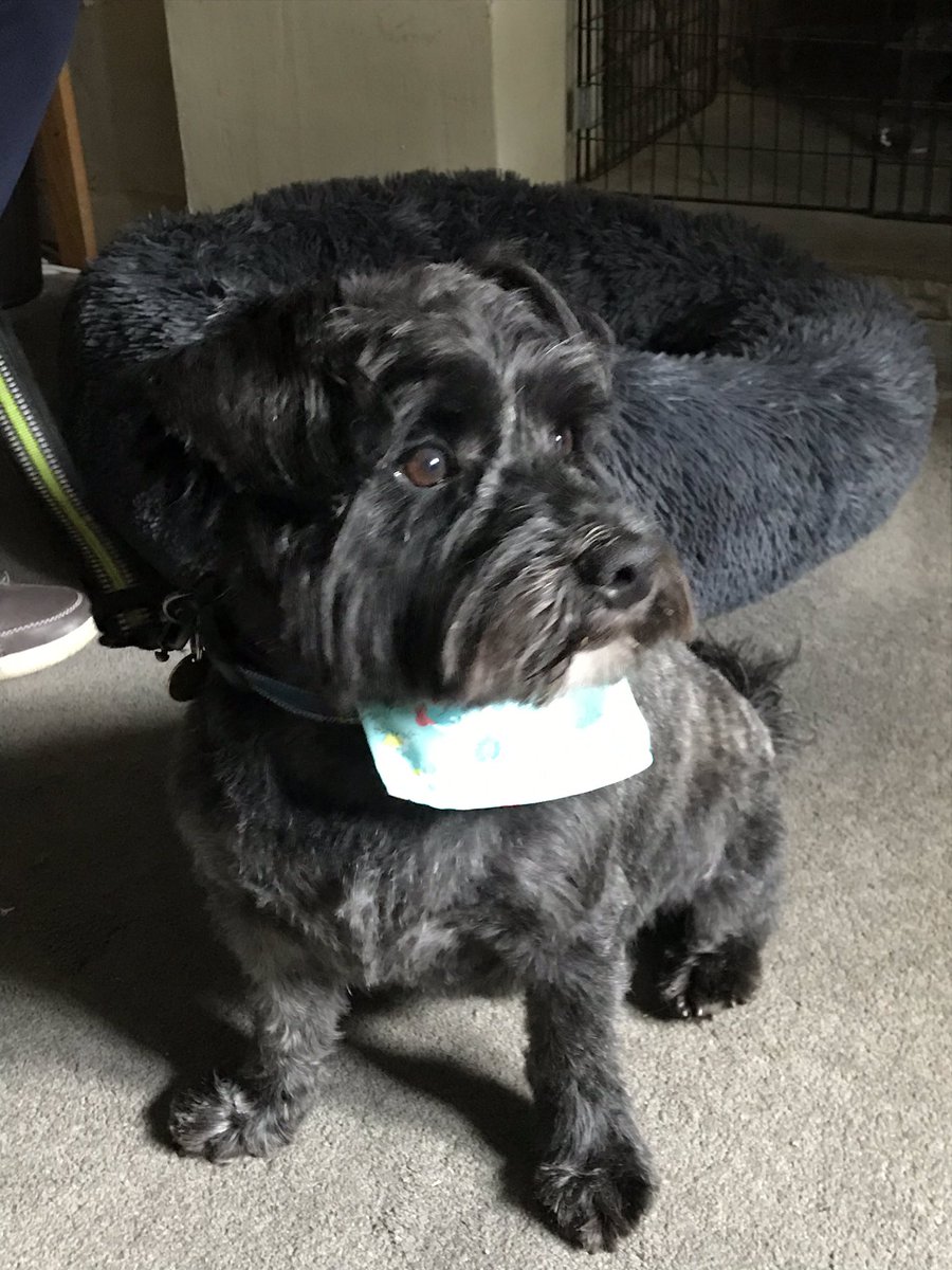 Beewizzo's tweet photo. At last, a fur cut for Rufus #wauzer #wheresthesun https://t.co/Q4Xjdk0ud3