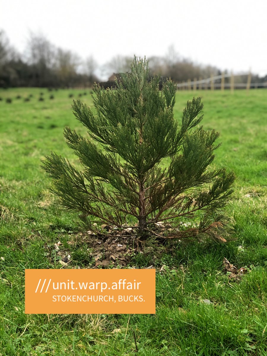 Sequoia tree at ///unit.warp.affair