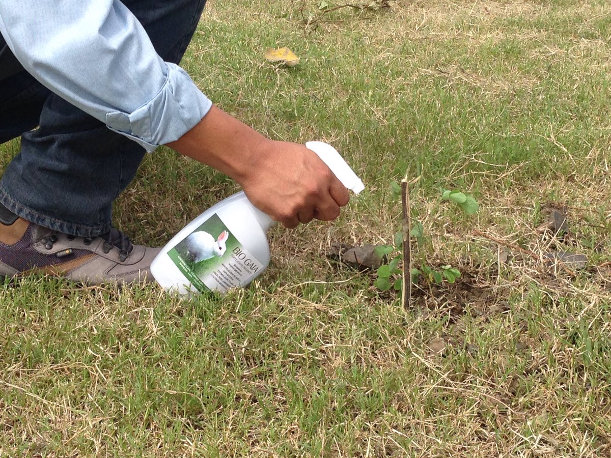 biogaiaorg's tweet photo. Durante estos tiempos en los que la pandemia ha cambiado nuestro estilo de vida, por lo que es bueno que esta nueva normalidad también esté acompañada de cambios positivos, más aún con la naturaleza y compartiendo en familia. https://t.co/Wx0RFziQ4l