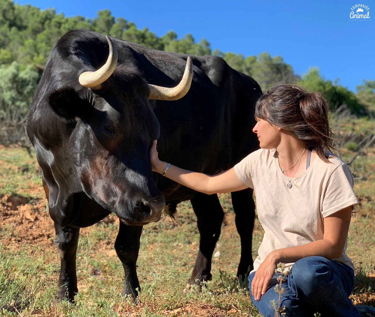 CompasionAnimal's tweet image. Patricio es como un perro grande, pero con cuernos 😍
Parece mentira que con todo lo que ha vivido Patricio, sea el toro más cariñoso del Santuario.
Desde pequeño se crió en un circo repitiendo cada orden que su domador le obligaba a realizar durante 10 años.