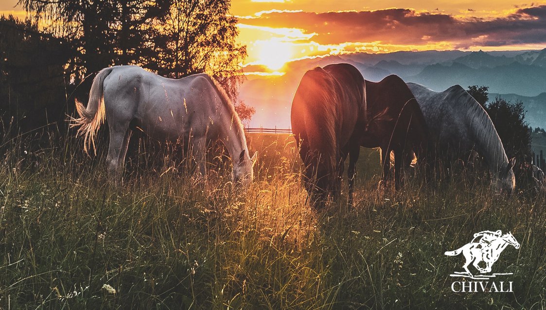 Dia mundial del medio ambiente 🐎
Sigamos cuidando lo que tanto nos ha dado, las mejores experiencias, sabores, y sobre todo el contacto con seres tan maravillosos.
ir al sitio: soo.nr/gWzV

#chivalioficial #albardones #quedateencasa #medioambiente