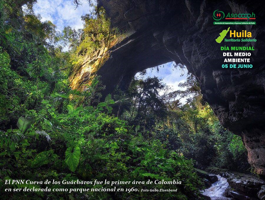 Asocooph's tweet photo. #DíaDelMedioAmbiente | Hoy, el Comité Agropecuario y Ambiental #Asocooph desea destacar nuestro PNN Cueva de los Guácharos. Este sitio alberga un ecosistema de altísima biodiversidad, y es gran productor y regulador hídrico en nuestro #HuilaTerritorioSolidario #EarthDay2020🌎🍃🌳 https://t.co/VeodYRyjq7