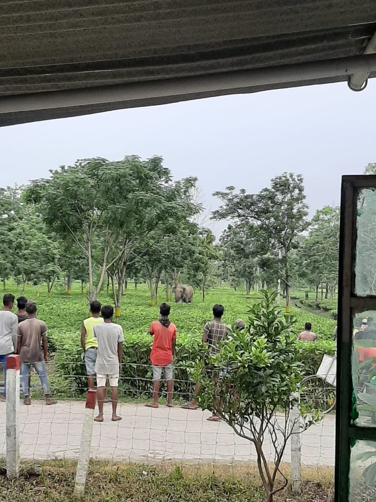 ApeejayGroup's tweet photo. Today this loner elephant came visiting Apeejay Tea’s Budlapara tea garden adjacent to Barnadi wildlife sanctuary Assam. Normally a time to panic this capture is a perfect example of our people living our motto - Our Home and Theirs
#letscoexist #humanelephantconflict #Elephant https://t.co/E5o79gpZMM