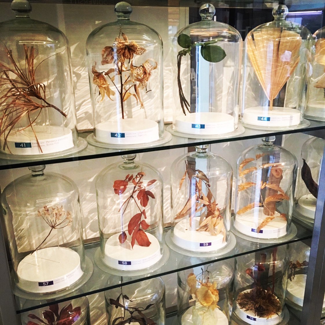 On World Environment Day wanted to highlight the incredible work the Royal Botanic Garden Edinburgh conducts inspiration global biodiversity in the face of climate change. <a href="/TheBotanics/">Royal Botanic Garden Edinburgh</a> #WorldEnvironmentDay #nature #sustainability