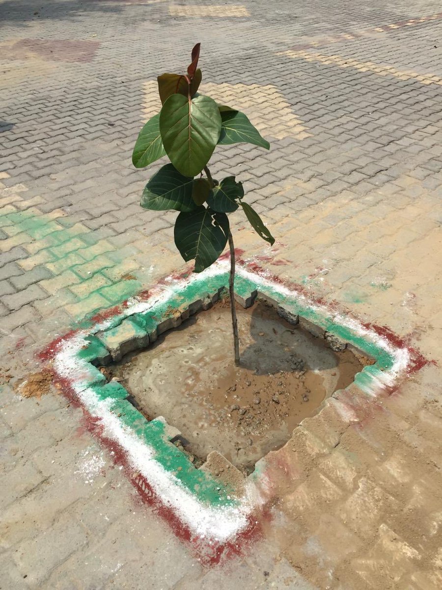 ishyampoonia's tweet photo. Triveni plantation to kick start World Environment Day 2020 https://t.co/l47hPn73Fd