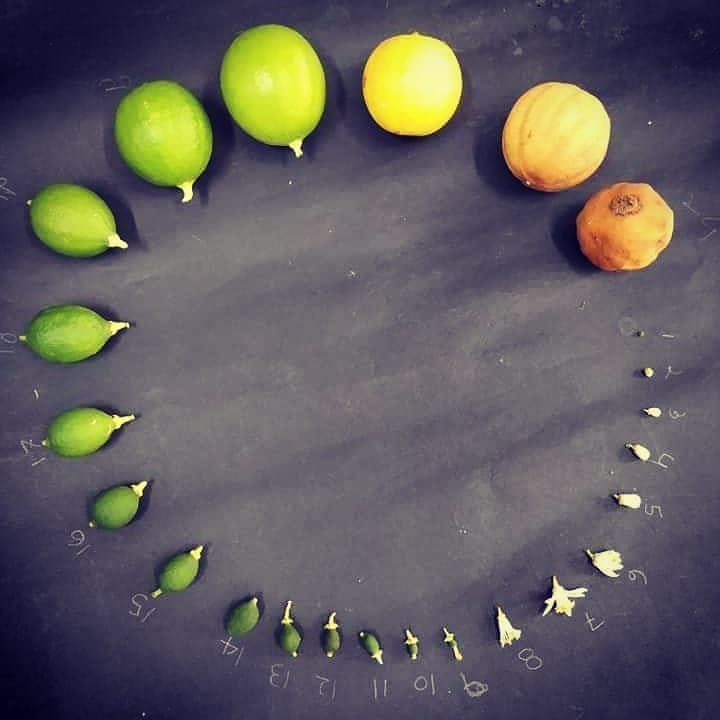 ReforestemosOk's tweet photo. Buen día 💚
Evolución. 
La semilla, el fruto, el árbol.
.
#ReforestemosElMundo #naturaleza #nohayplanetab #vida #ecorevolucion #SiguemeYTeSigo #seguimeytesigoya https://t.co/fjXXJ8Rf9S