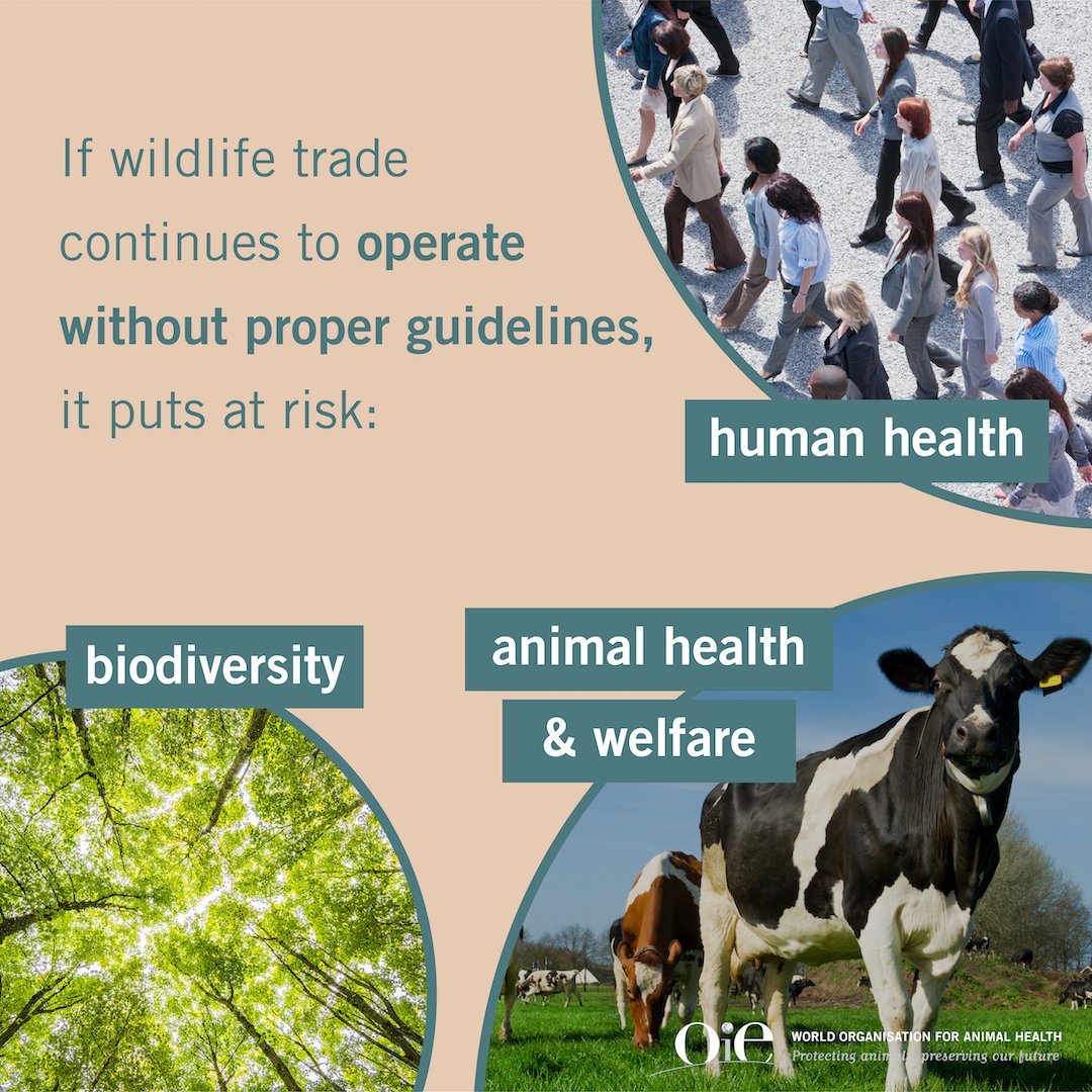 World Organisation for Animal Health on Twitter: World Organisation for Animal Health on Twitter:
