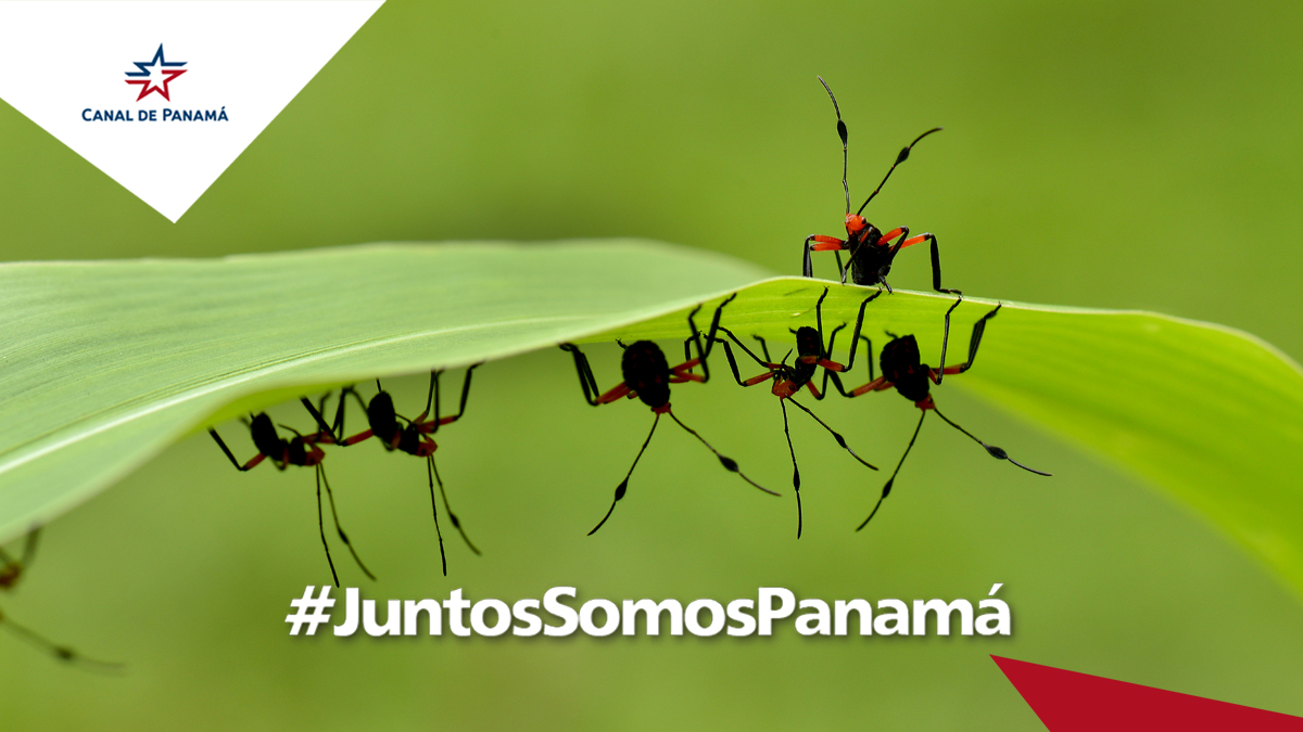canaldepanama's tweet photo. Los programas ambientales impulsados por el Canal de Panamá han permitido la protección de 8,150 hectáreas en la Cuenca Hidrográfica, apoyando a 1,700 residentes de 115 comunidades. #DiaMundialDelMedioAmbiente

#JuntosSomosPanamá https://t.co/Kwk4eQknKM