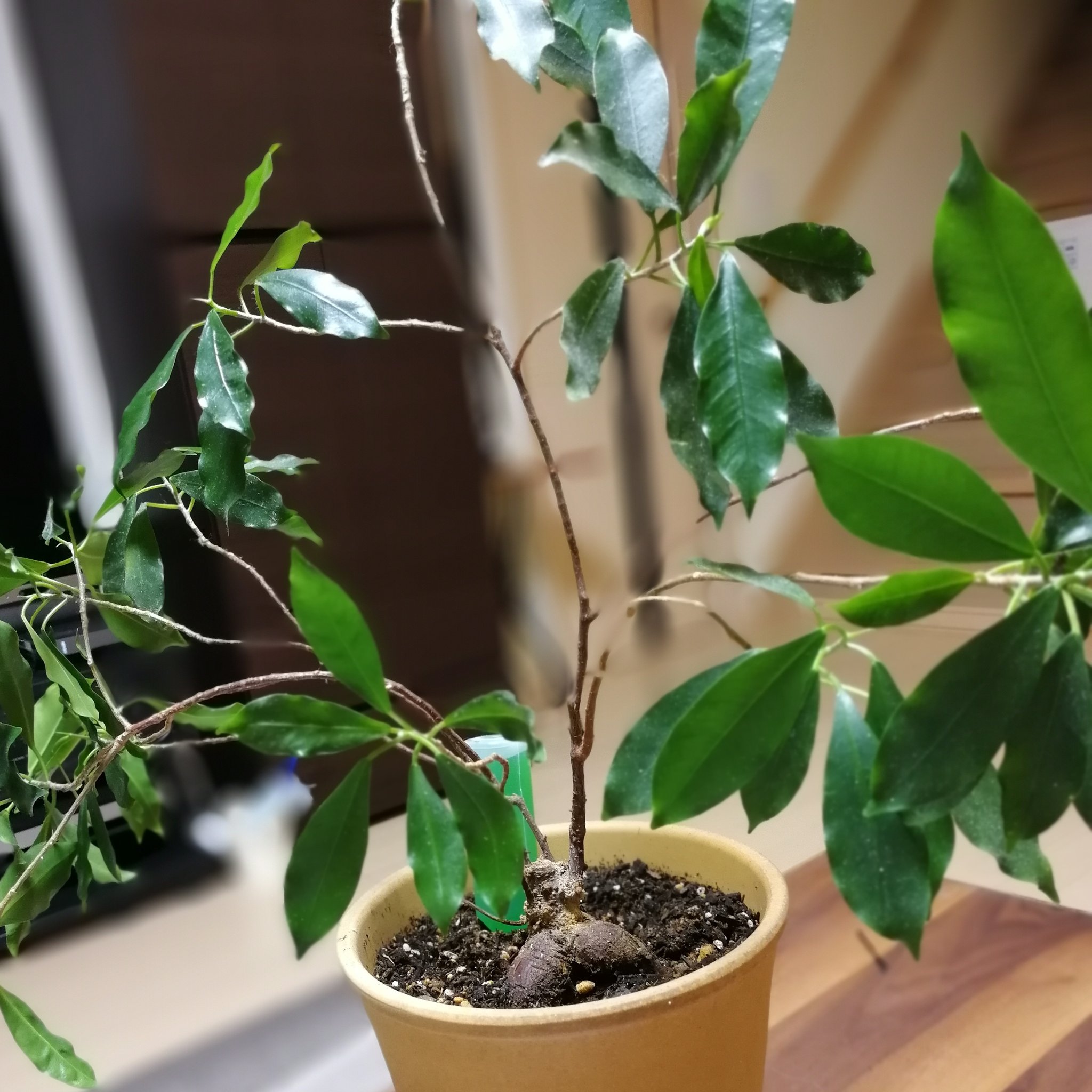تويتر By Barbie على تويتر この植物名前がわからない だから育て方もわからない だから枝が伸び放題 このまま伸ばしっぱなしでいいのか お手入れしてあげなきゃならぬ 植物図鑑 名前わからん 誰か教えて 植物詳しい人 観葉植物 T Co 8vcp0hvv