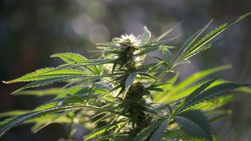 Hennepkwekerij ontmanteld in Dronten:..