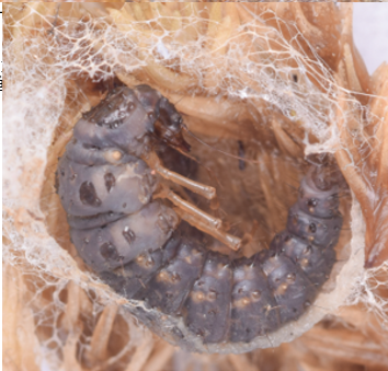 XuHanny's tweet photo. @rikiom I can't find a clearer photo of prepupa. The biology of Osmylidae, especially immature stage, remains scarce. https://t.co/X9w3SmNrbz