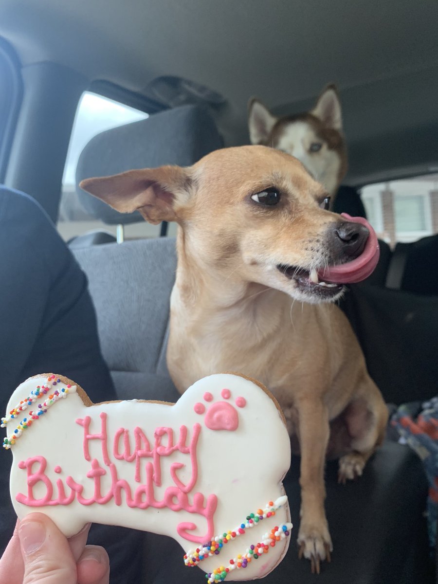 cocoandpolu's tweet photo. Princess coco turned 6!! 🥳💖 https://t.co/rcpoxPffnJ
