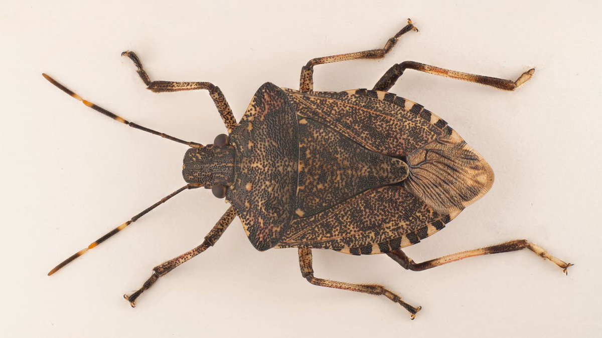 NINAforskning's tweet photo. Samfunnet kan spare millioner av kroner på å oppdage fremmede planter og insekter før de får fotfeste i norsk natur. NINA tester metoder for mest mulig presist å kartlegge artene som invaderer oss: https://t.co/0ju7uincdZ #ninaforskning #naturforskning #insekter #karplanter https://t.co/NRrpcNTMez