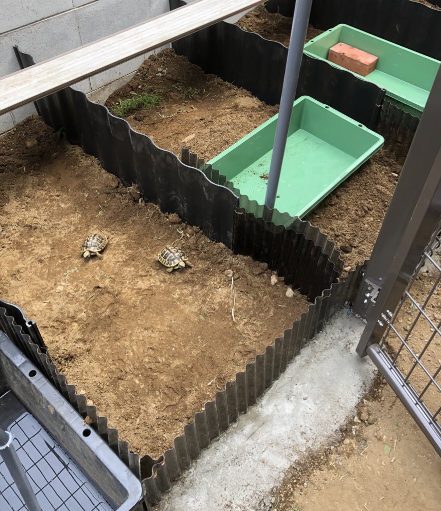 以前は、飼育ケージに金網の蓋をされてましたが、これで蓋とはおさらば