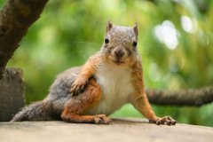 リス ちょっとだけよ カメラを向けるとポーズをとる井の頭自然文化園のリスさんがかわいい ねとらぼ