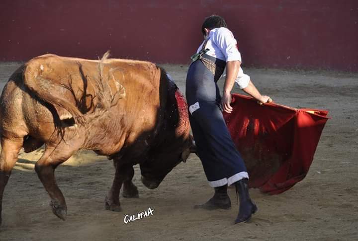 CRISTOBAL REYES con un Toro de CEBADA GAGO ayer ...Muy buena prestacion delante de gente importante del Toro ...!