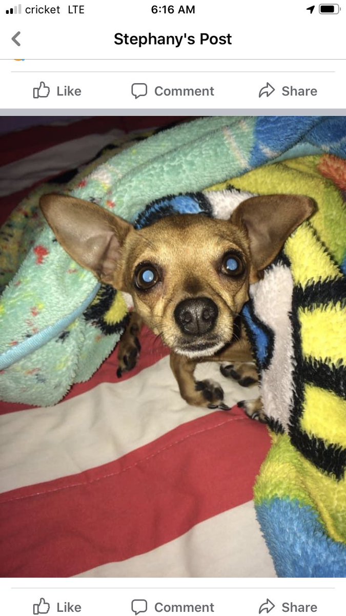 _xszy's tweet photo. I never thought I’d be in this position today... never thought a day would come where I’d lose my fur bestfriend. But here I am, very emotional, extremely devastated... 
Please help me find her. 
She’s a grouchy little cry baby but I promise shes so loving... https://t.co/T2j2IfWN5D