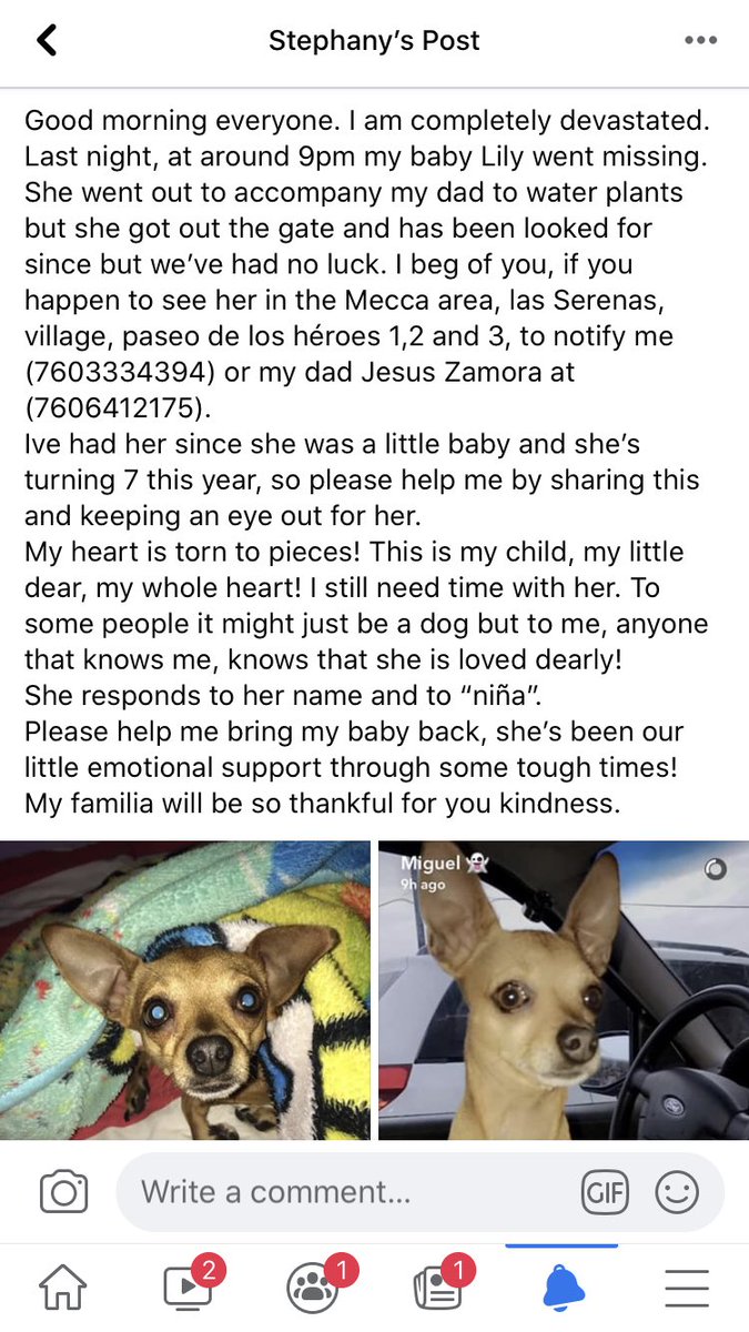 _xszy's tweet photo. I never thought I’d be in this position today... never thought a day would come where I’d lose my fur bestfriend. But here I am, very emotional, extremely devastated... 
Please help me find her. 
She’s a grouchy little cry baby but I promise shes so loving... https://t.co/T2j2IfWN5D