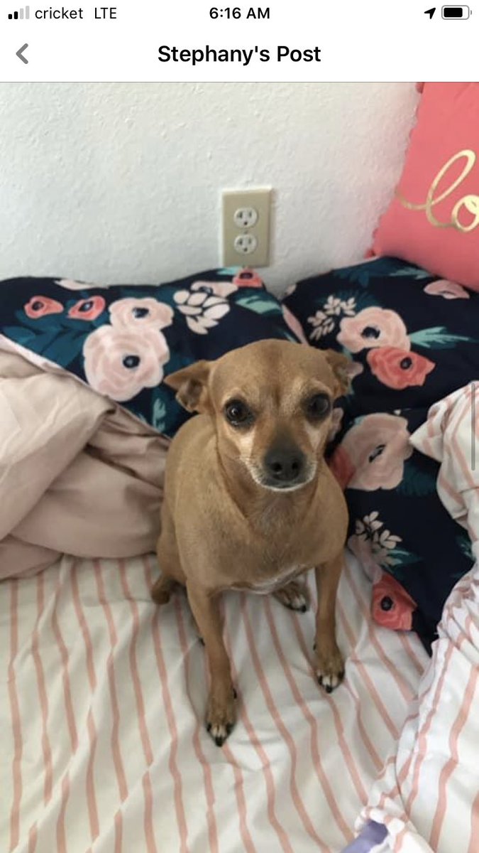 _xszy's tweet photo. I never thought I’d be in this position today... never thought a day would come where I’d lose my fur bestfriend. But here I am, very emotional, extremely devastated... 
Please help me find her. 
She’s a grouchy little cry baby but I promise shes so loving... https://t.co/T2j2IfWN5D
