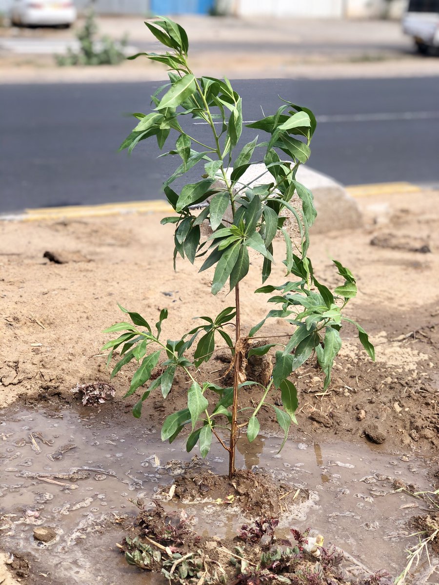 DhrumilAbvp's tweet photo. June 5 
World Environment Day🌱 
" Let's Create a Environment Where Environment Doesn't Need Protection"  @ABVPGujarat @ABVPAhmedabad @HimalayZala @Meetbhavsar912 @Harshil68525961 @abvp_ashwin https://t.co/Q0K8QVlrcw
