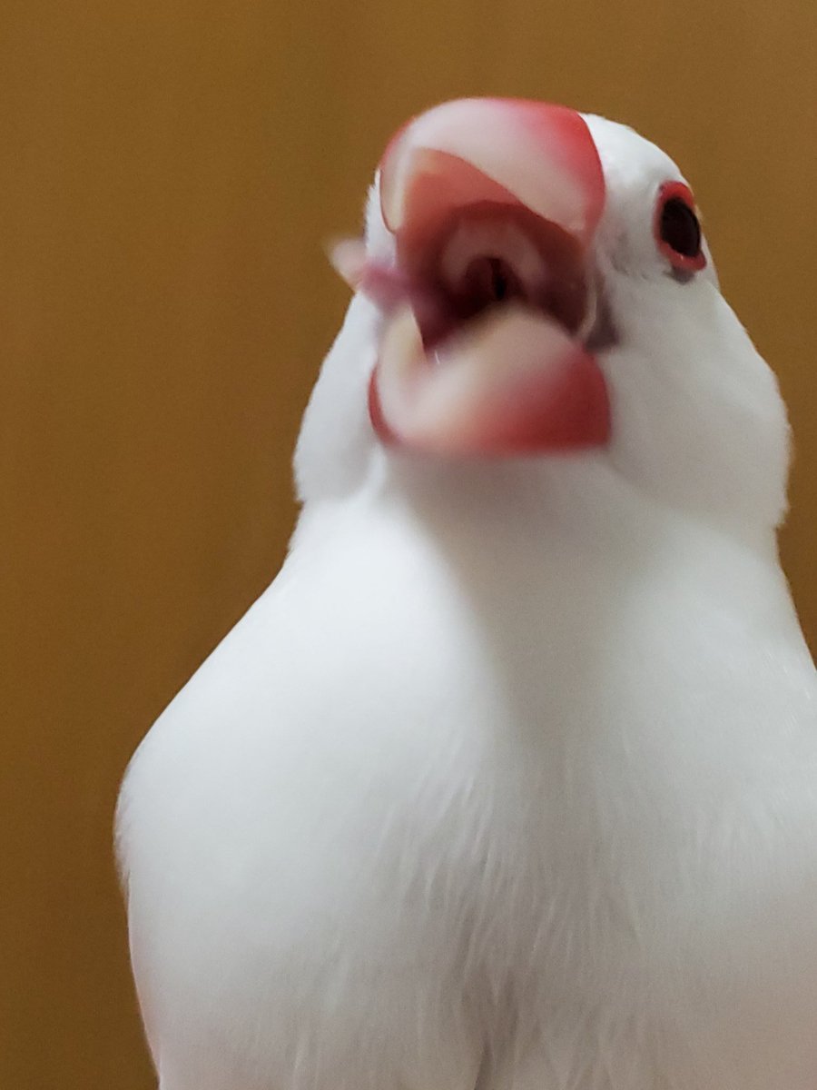 こんちゃん ガオー 文鳥 白文鳥 舌噛みそう