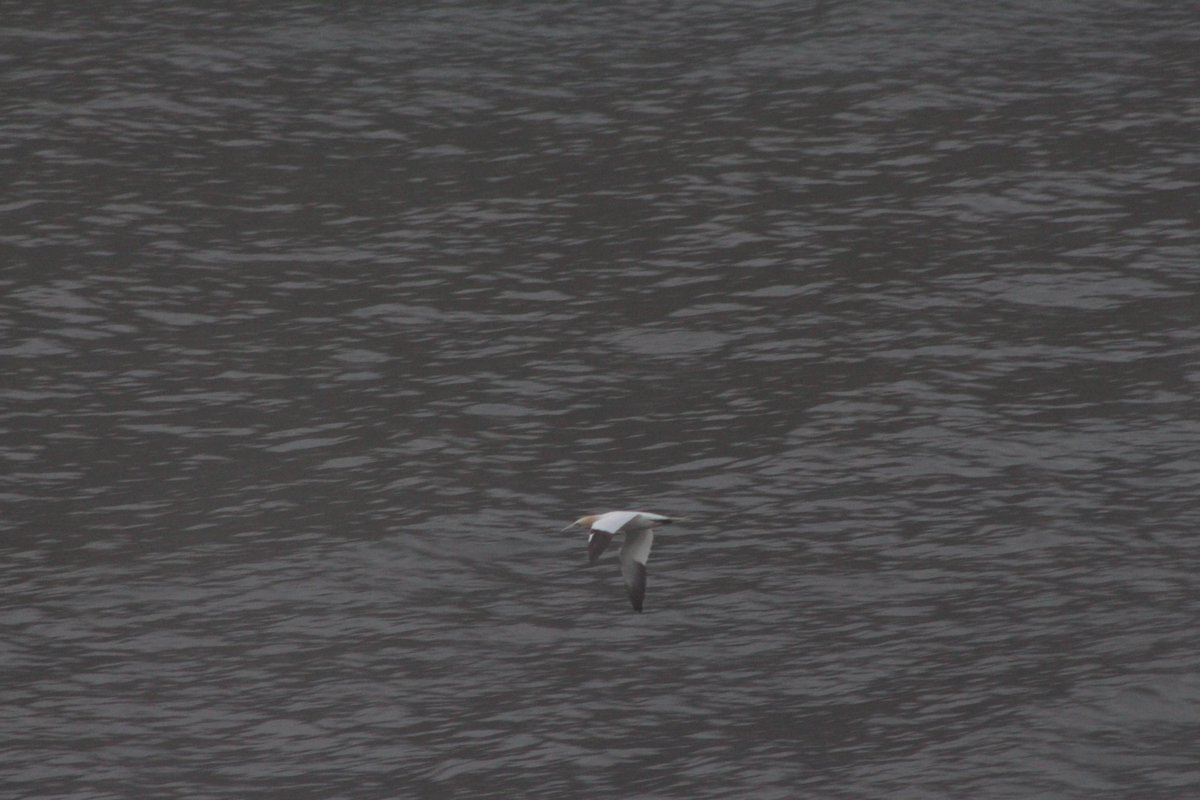 McCarthysParty's tweet photo. Gannets diving in the 'Narrows' entrance to St. John's harbour last evening. Obviously fish there - and thus a proud proclamation regarding its cleanliness.  @birdtherock @lisasellspiano @VOCMOpenline @KrissyHolmes @ParksCanadaNL @DestinationSJ @NTVNewsNL @StJohnsTelegram #birds https://t.co/ZhP2o83IpS