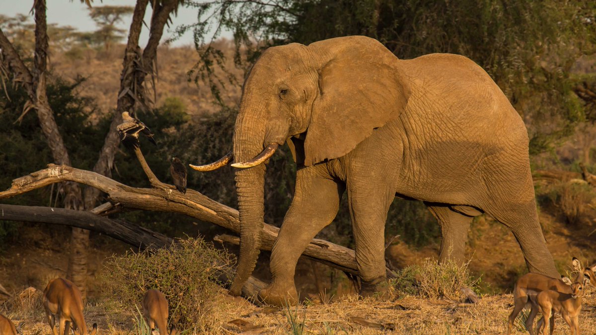 Save the Elephants tweet media