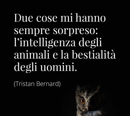 LauraMandal's tweet photo. Un essere umano che dona ad un elefante un frutto pieno di petardi, può davvero essere ancora definito un "essere umano"? Al peggio non c'è mai fine. 
#ElephantDeath #elefantessa #5giugno #Elephant https://t.co/Shha2jx9N5