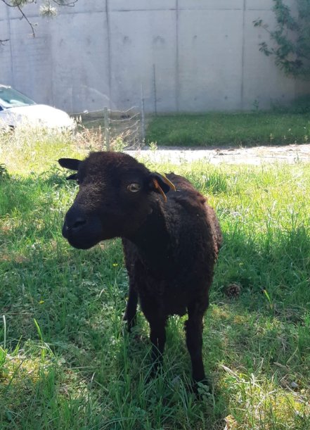 GaboriMatthieu's tweet photo. Journée de l’#environnement : La station d’épuration du #SIARE située à #MorignyChampigny a opté pour l’#écopaturage, une solution #écologique d’entretien des espaces verts qui bordent le site. Les collaborateurs @SuezFR cohabitent en parfaite harmonie avec les moutons @Ecomouton https://t.co/gGFzYkwp54