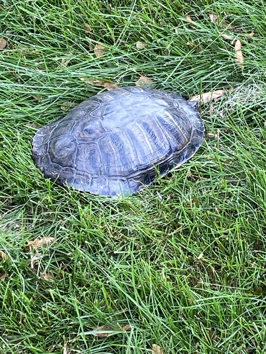 KloepperLab's tweet photo. Working from home in our backyard (socially distanced) with our new friend Spot, a turtle we found walking around this morning! Ready to discuss science! https://t.co/0YjQUKEyVS