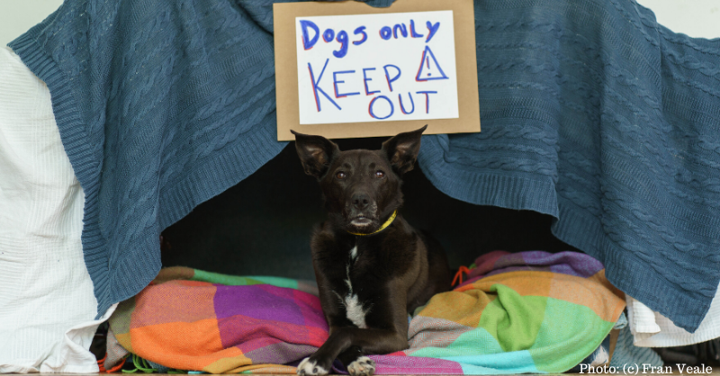 DogsTrust_IE's tweet photo. To celebrate Be Dog Smart Week- our annual dog safety campaign, we are hosting a live workshop today at 3pm which offers lots of safety tips &amp; advice for both children and adults! #BeDogSmart 
https://t.co/Ym5koKLYPg https://t.co/uH0X2dowpY