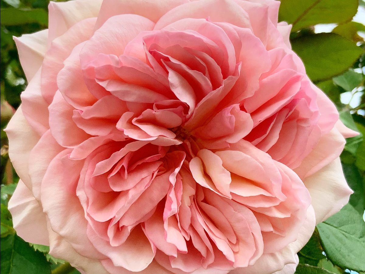 The Cotswold Gardening School tweet media