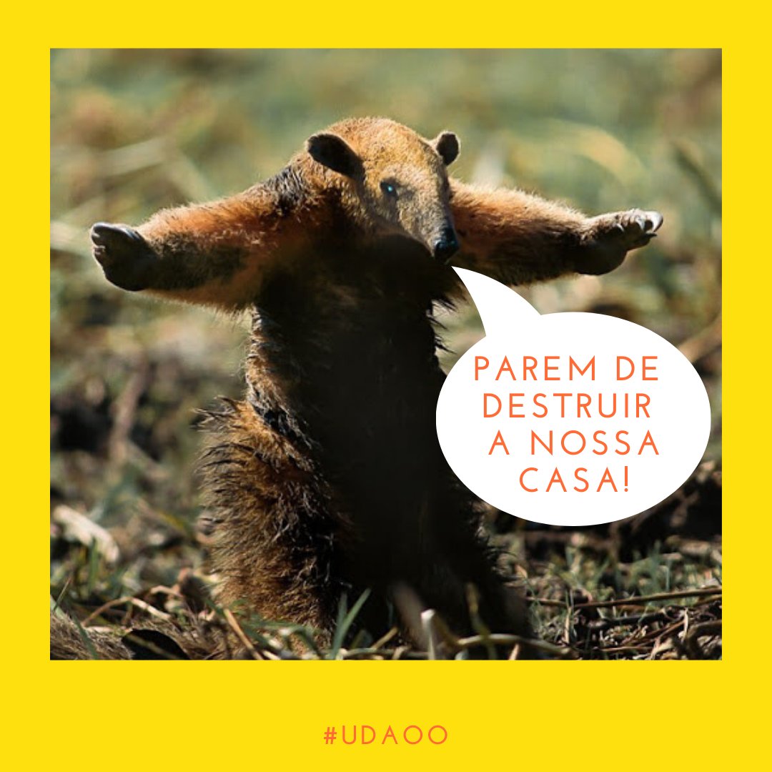 No Dia Mundial Do Meio Ambiente, fiz uma lista de atitudes de impacto para você reduzir sua pegada ecológica, e tentar frear a destruição do nosso planeta. Segue a thread.

instagram.com/udaoo_

foto: <a href="/Araquem_oficial/">Araquém Alcântara</a>