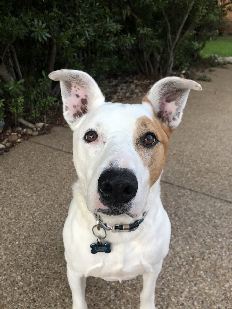 Just a good ole boy waiting for a tennis ball to be thrown
<a href="/ConradMarcie/">Marcie Conrad</a> @m_g_randolph @audrarowell94