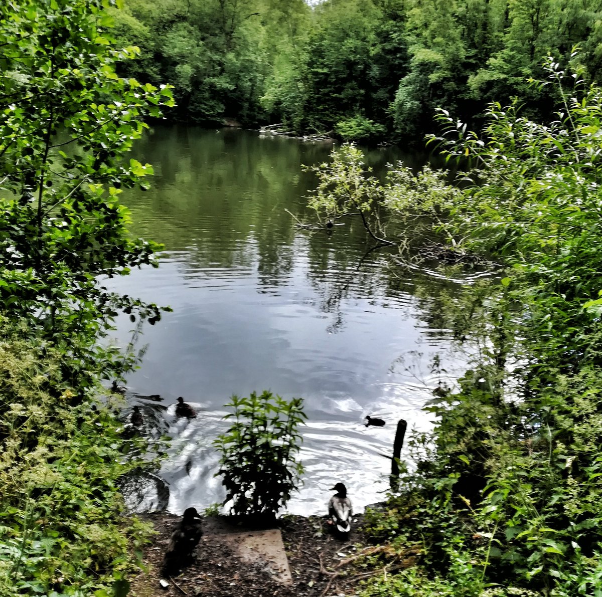 davejackson1954's tweet photo. #onewalkaday #local#Dawley LNR https://t.co/Dihhh2mDBD