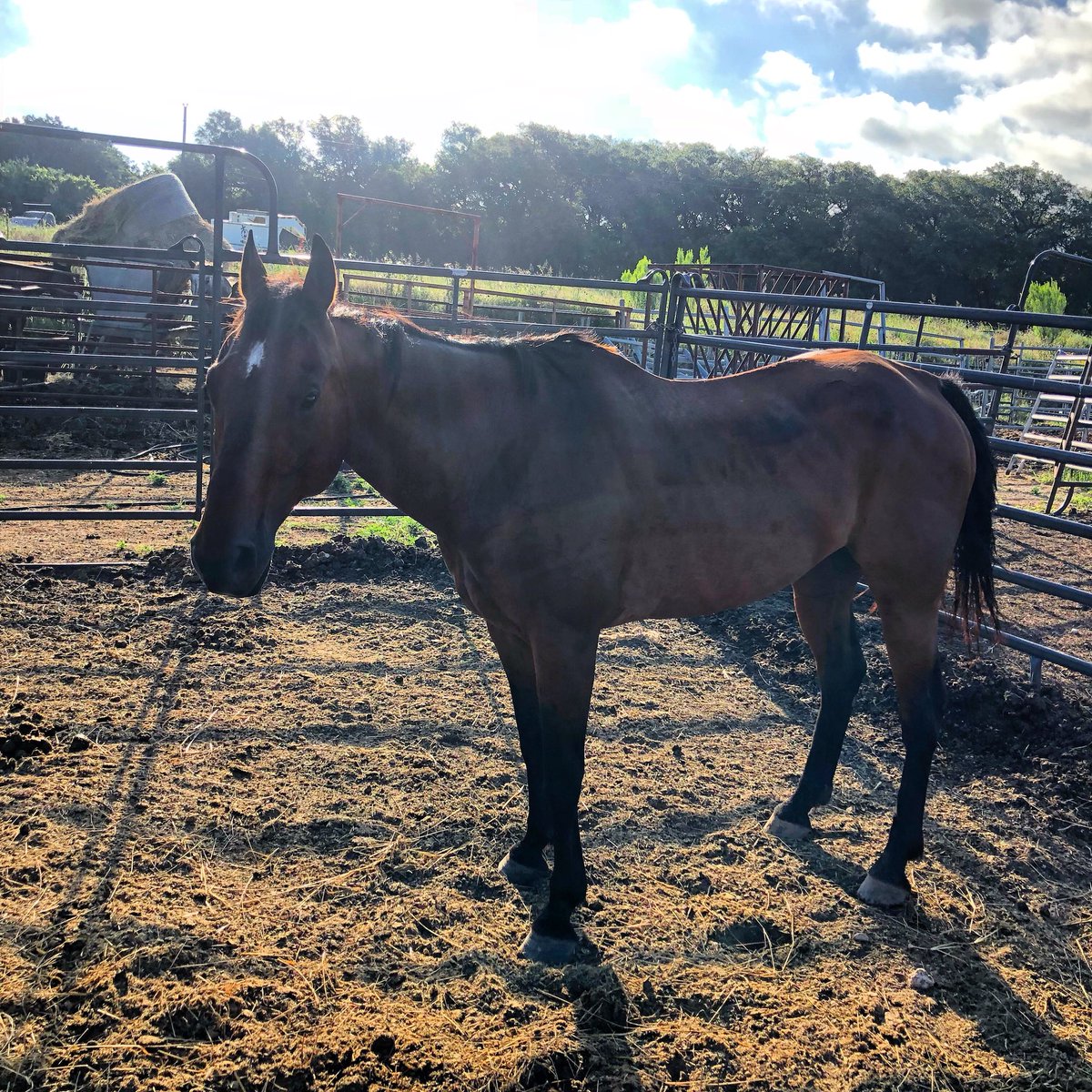 BrandedWestern's tweet photo. Mornin Slick! https://t.co/hPqdDh7MBq