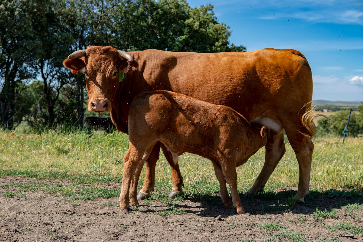 Digitanimal's tweet photo. BOVINO 🐂 ¡Somos campo, somos medio ambiente!
¡Feliz #DiaMundialDelMedioAmbiente!
🌐 https://t.co/L68bK2WNIw
📤 info@digitanimal.com
📞 914 126 657
#CollaresGPS #Pasto #Bienestaranimal #ganado #ganaderia #vacas #cabras #ovejas #caballos #livestocktracker #cattletracker https://t.co/gdB2ckU23u