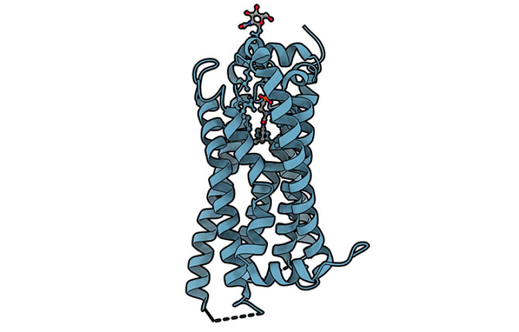 Parkar and colleagues discover a G protein-biased compound that can sustainably activate S1P1 and preserve endothelial function without compromising immune responses in rodents. @sanofi #GPCRSignaling #BiasedAgonism fcld.ly/mhvngtn

Credit: Val Altounian/PDB