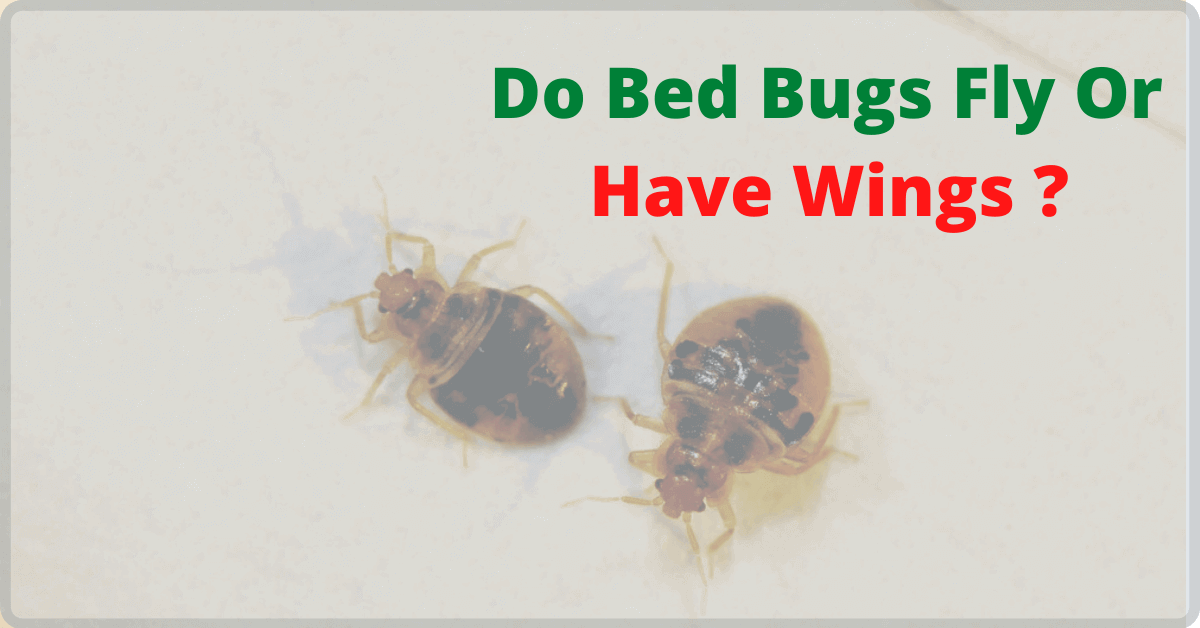 PestTrapping's tweet photo. Do Bed Bugs Fly Or Have Wings? :-one of the most abysmal insects are the bed bugs, they leave you with bite marks and once found on your mattress, Continue Reading....
https://t.co/tZrCWz77qW
#bedbug #bug #pestcontrol #pestservice #bedbugfly #mice https://t.co/QhyHYpo2RV