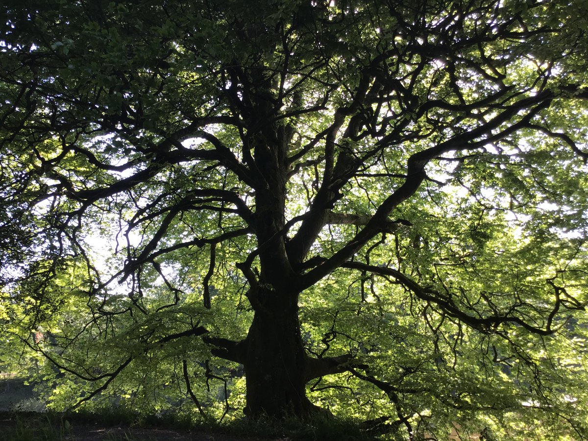 Gan ei bod hi'n wythnos i ddathlu natur a'r amgylchedd, hoffem rannu rhai lluniau  hyfryd o'r safle adfer <a href="/walesbotanic/">🏴󠁧󠁢󠁷󠁬󠁳󠁿 Gardd Cymru 🌿 Garden of Wales</a> sy'n hafan i natur fel pathewod a bydd yn lle tawel i grwydro drwyddo! 🌳

Diolch i <a href="/HeritageFundCYM/">Cronfa Treftadaeth y Loteri Genedlaethol</a> &amp; <a href="/HeritageFundUK/">The National Lottery Heritage Fund</a> 

#WorldEnvironmentDay #WalesNatureWeek