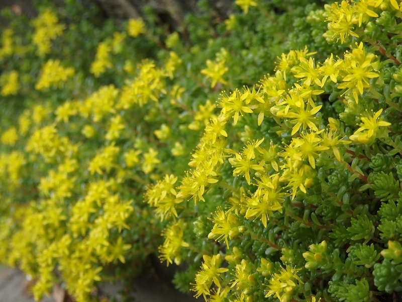 Dotekko En Twitter メキシコにかなり遅れてオカタイトさん満開 そういえば久しぶりに近所にオノマンネンの群落を発見した 今度近くを通ったら採取しに行こう 都内の住宅街でも出来る国産プランツハンターｗ 多肉植物 セダム