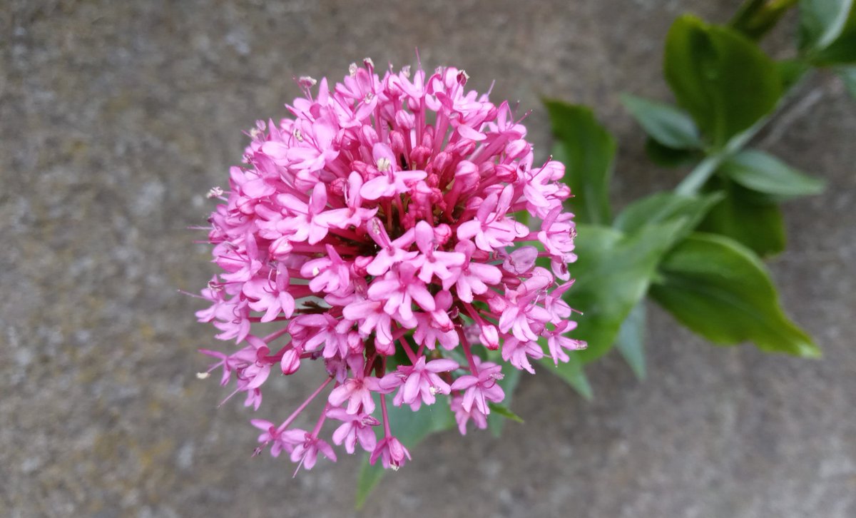 fireworks of red valerian tipsily spilling out of wallcracks; drunkards is another name for this kiss-me-quick salty Mediterranean lime-lover that's made home here since the 1760s #30DaysWild @WildLondon <a href="/wildflower_hour/">wildflowerhour</a> <a href="/LNHS_Botany/">London Rocket</a> <a href="/concretebotany/">concretebotany</a> #wildlifefrommywindow