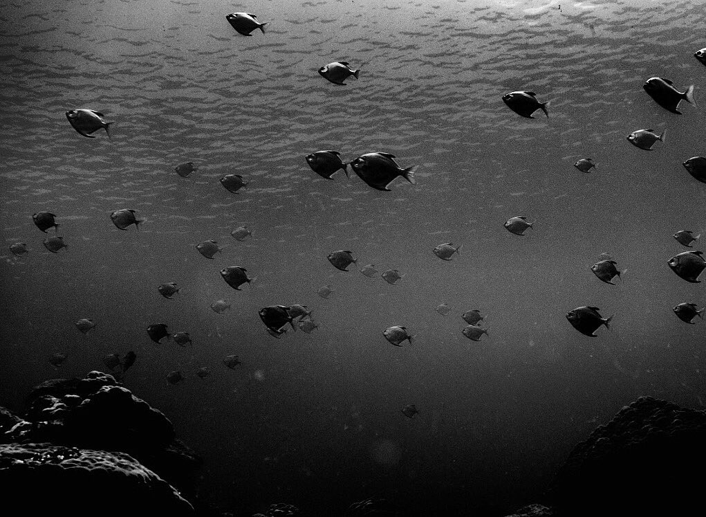 An active school of of diamondfish spotted in Surigao del Sur (2015). A reminder to come together for us to be stronger. We cannot let people in power silence us. 
#JunkTerrorBill 🇵🇭
#BlackLivesMatter
#AllLivesMatter
#WorldEnvironmentDay2020🌱