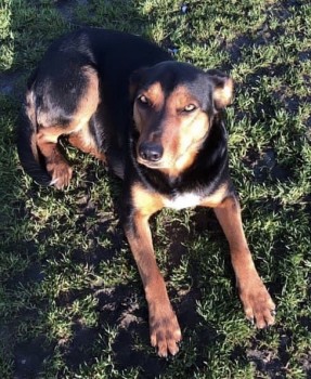 MissingPetsGB tweet picture