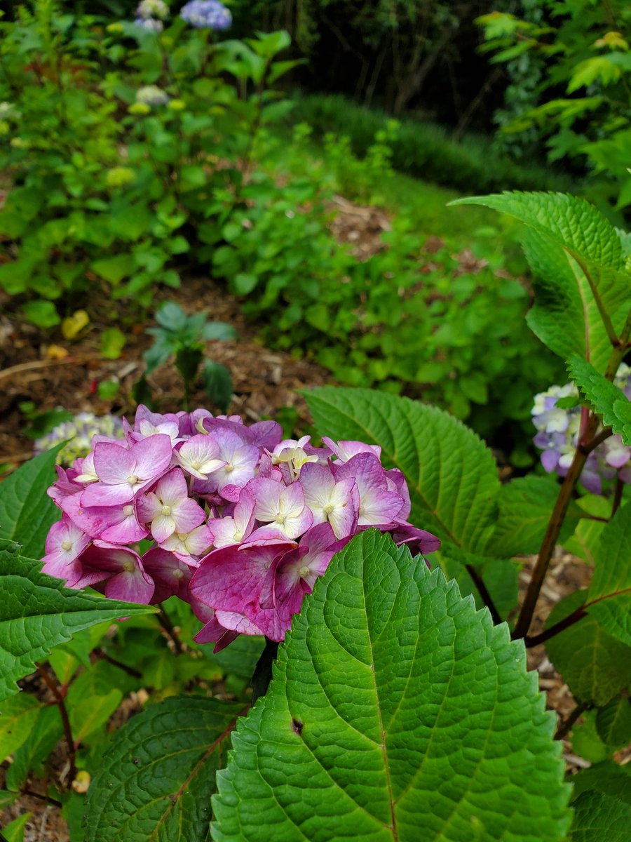 anellesgardenin's tweet image. Bring on the endless summer! These are both @ESHydrangeas Bloomstruck from @BaileyNurseries. They're the same variety, and even in the same bed! French hydrangeas can change bloom color based on the ph in the soil. Acidic soil means aluminum is available for take up, and 1/2