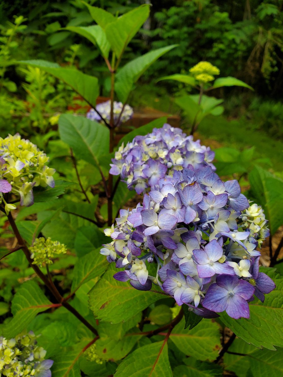 anellesgardenin's tweet image. Bring on the endless summer! These are both @ESHydrangeas Bloomstruck from @BaileyNurseries. They're the same variety, and even in the same bed! French hydrangeas can change bloom color based on the ph in the soil. Acidic soil means aluminum is available for take up, and 1/2