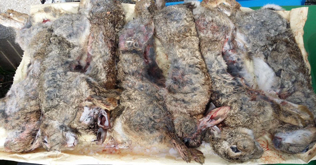 'What do you do with the rabbits?'We have long standing contracts with a Scottish Wild Cat breeding/preservation group, along with Raptor Rehabilitation and wildlife park (wolves, lynx, bear). Our own dogs, ferrets and us benefit!Picture are frozen rabbits, part of a 100 order.
