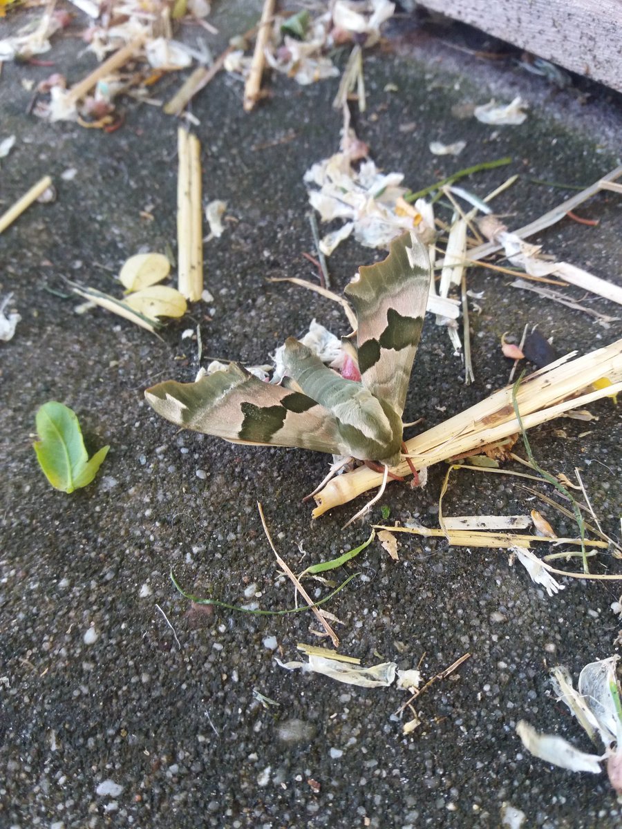 DickvdSluijs's tweet photo. Wow!
Een echte Lindepijlstaart in de voortuin!
Het lijkt wel een "soldatenvlinder" volgens de kinderen. Begrijpelijk. 
#vlinderNL https://t.co/ZlK751EBOh