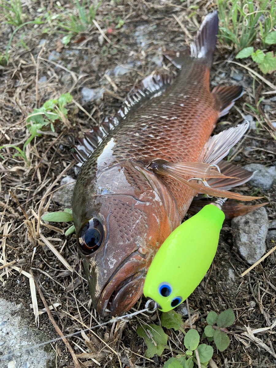 ヒロ 朝 夜とジャック マサ工房 沖縄ルアー マングローブジャック